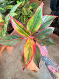 Agloanema Siam Red