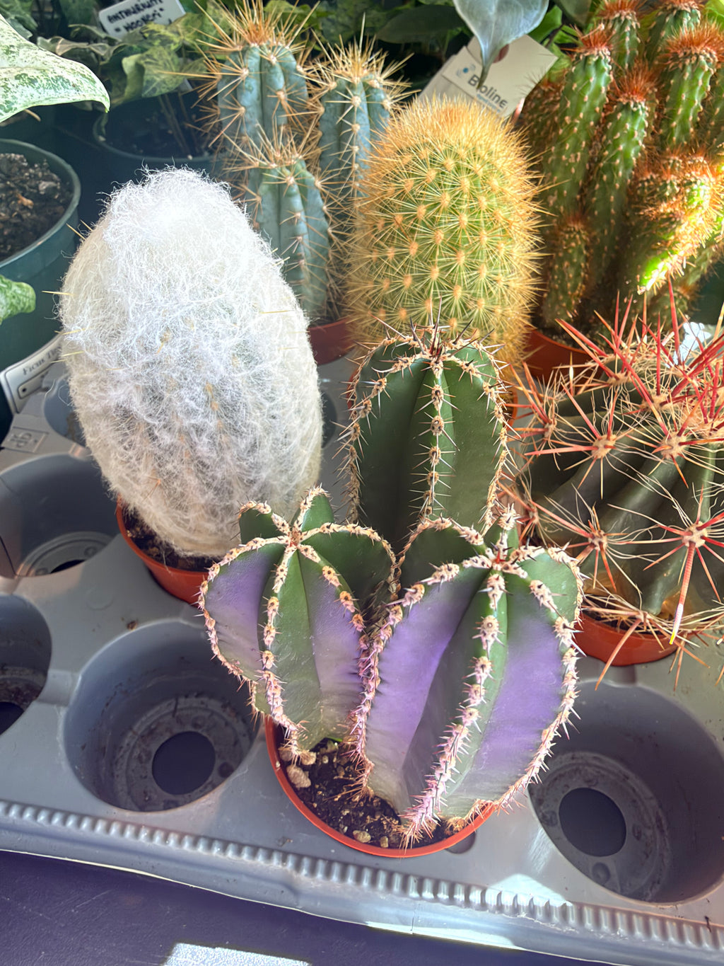 Cactus 2.5"