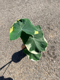 «Alocasia» Mickey Mouse