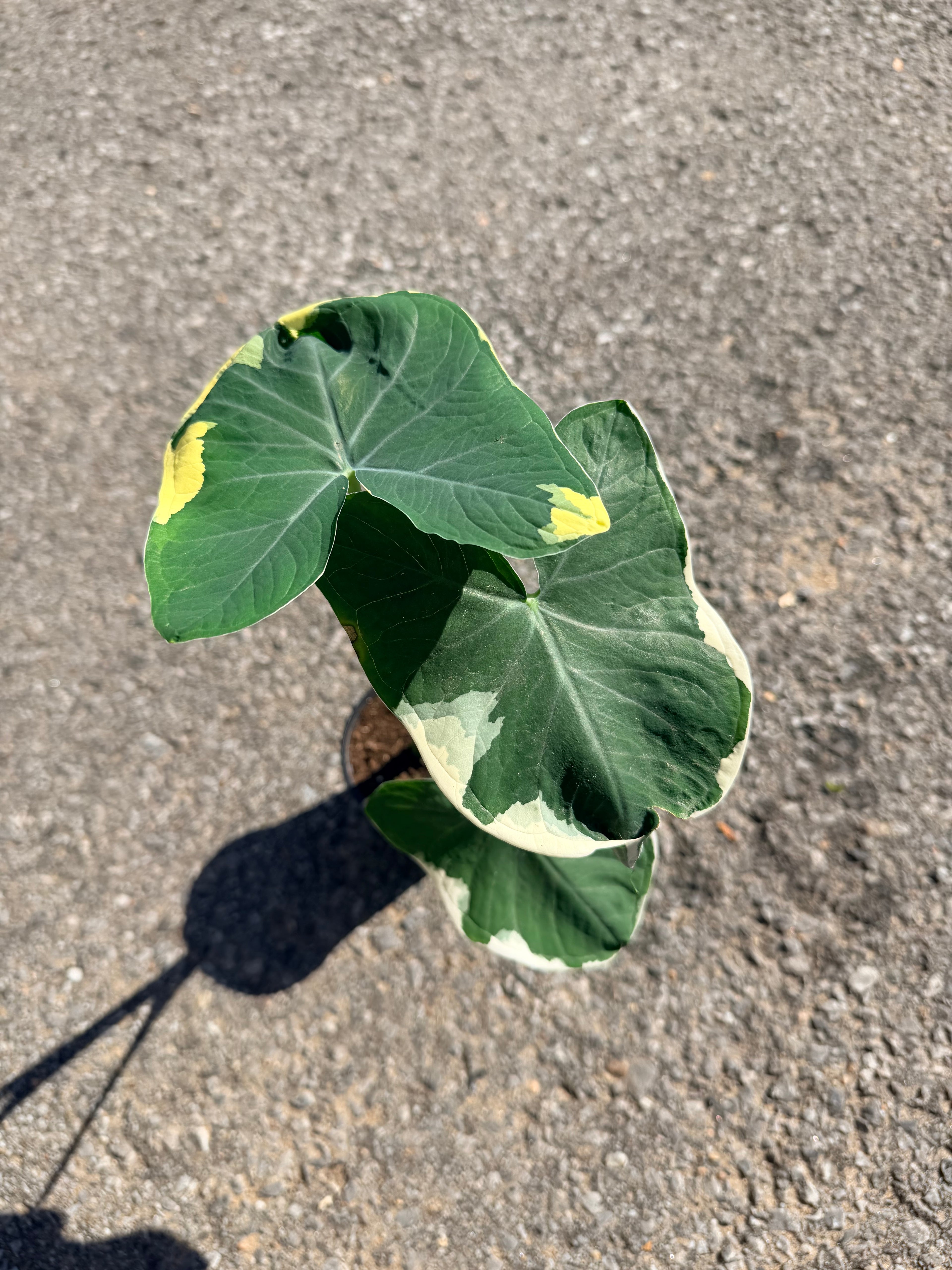 «Alocasia» Mickey Mouse
