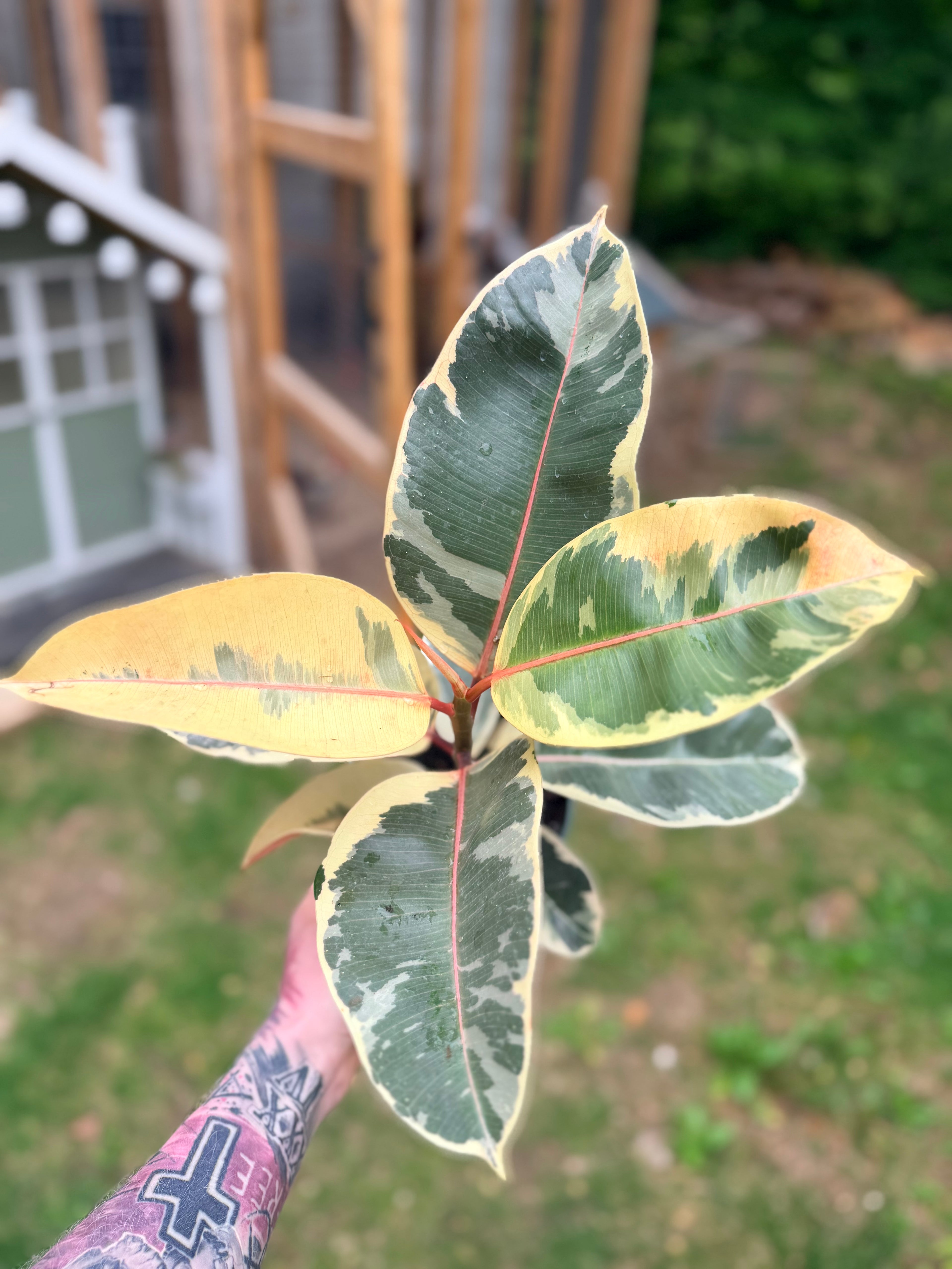Ficus Tineke