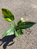 Philodendron Green Congo Nuclear Var