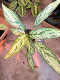 Agloanema Christina