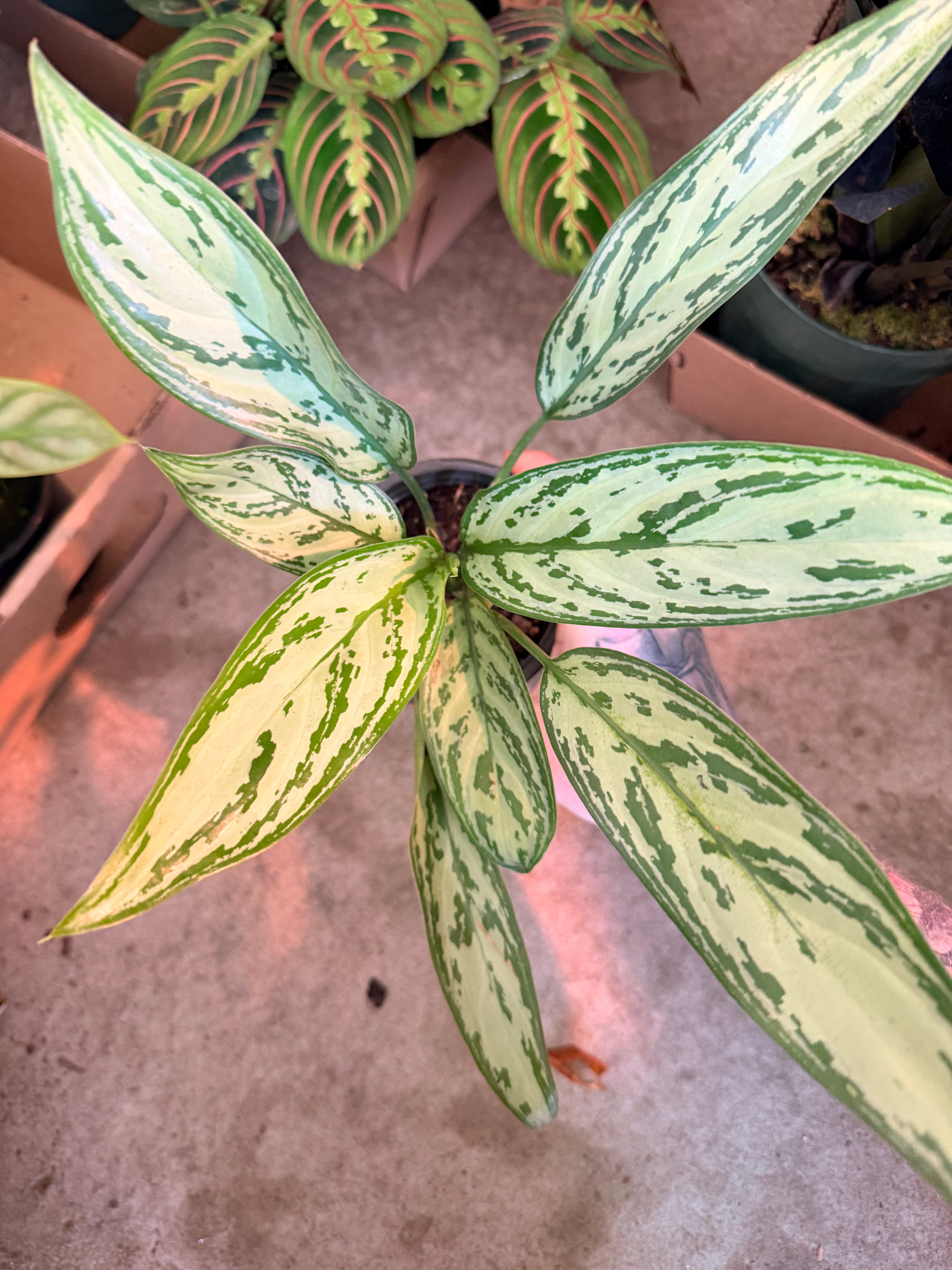 Agloanema Christina