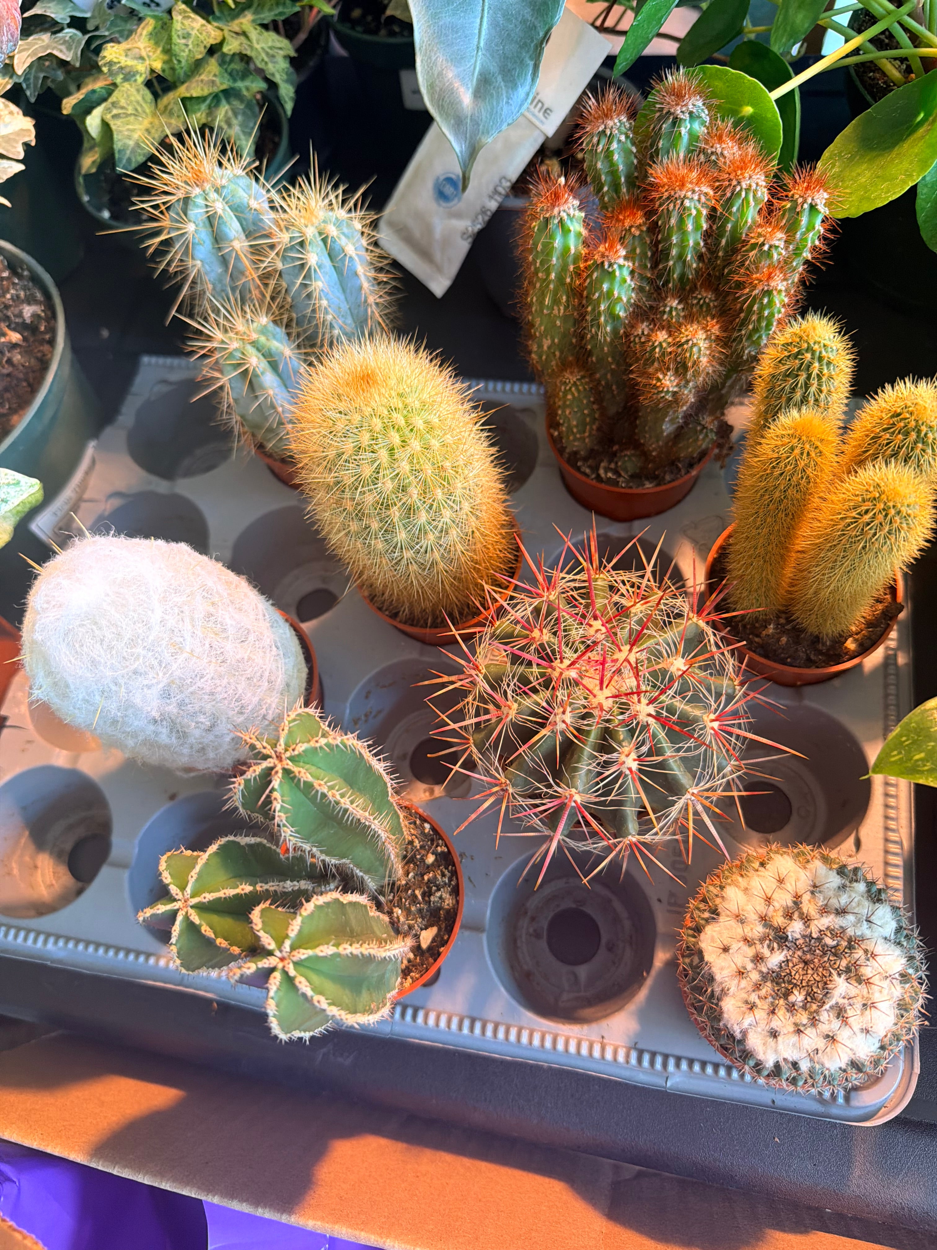 Cactus 2.5"