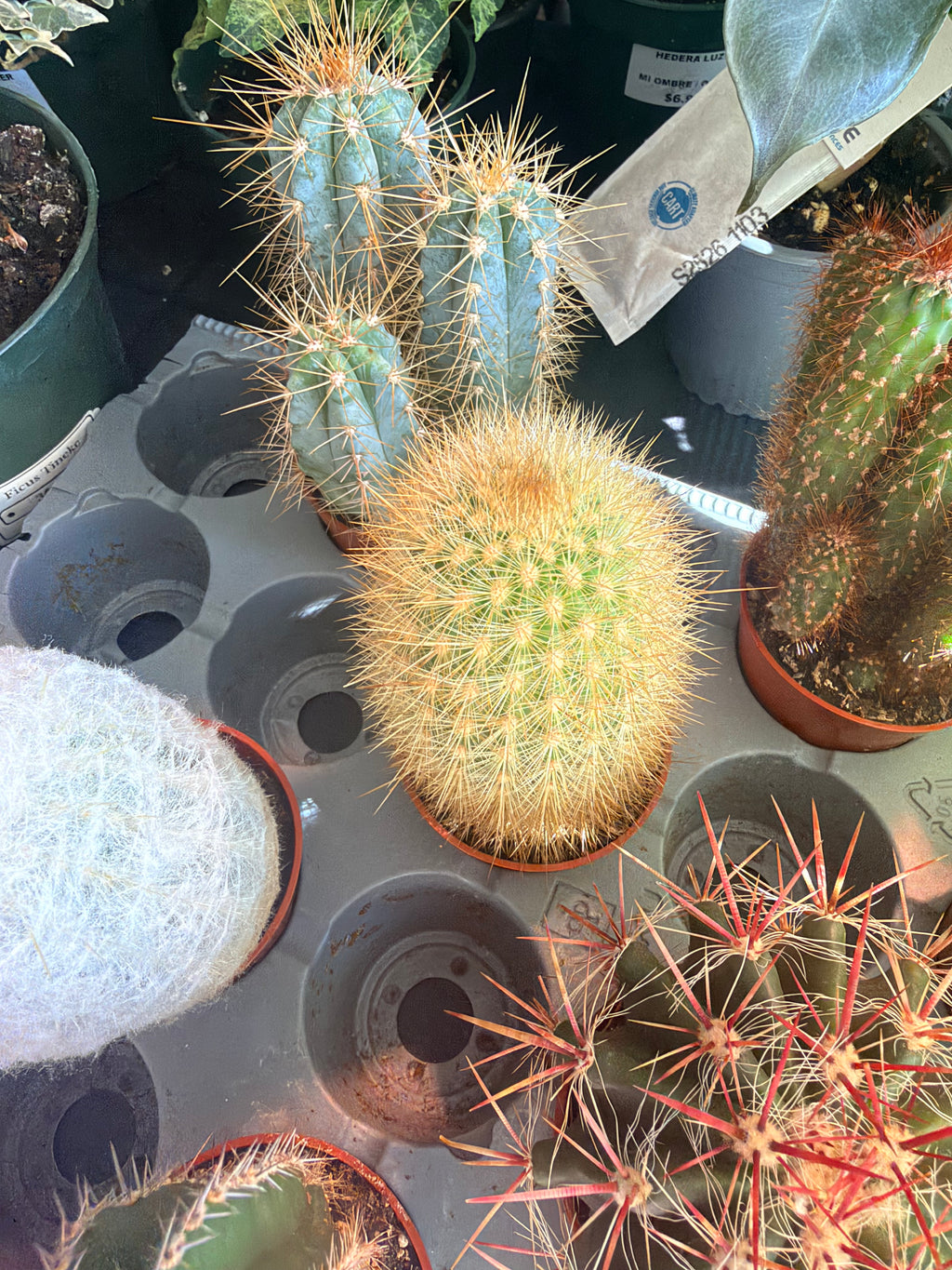 Cactus 2.5"