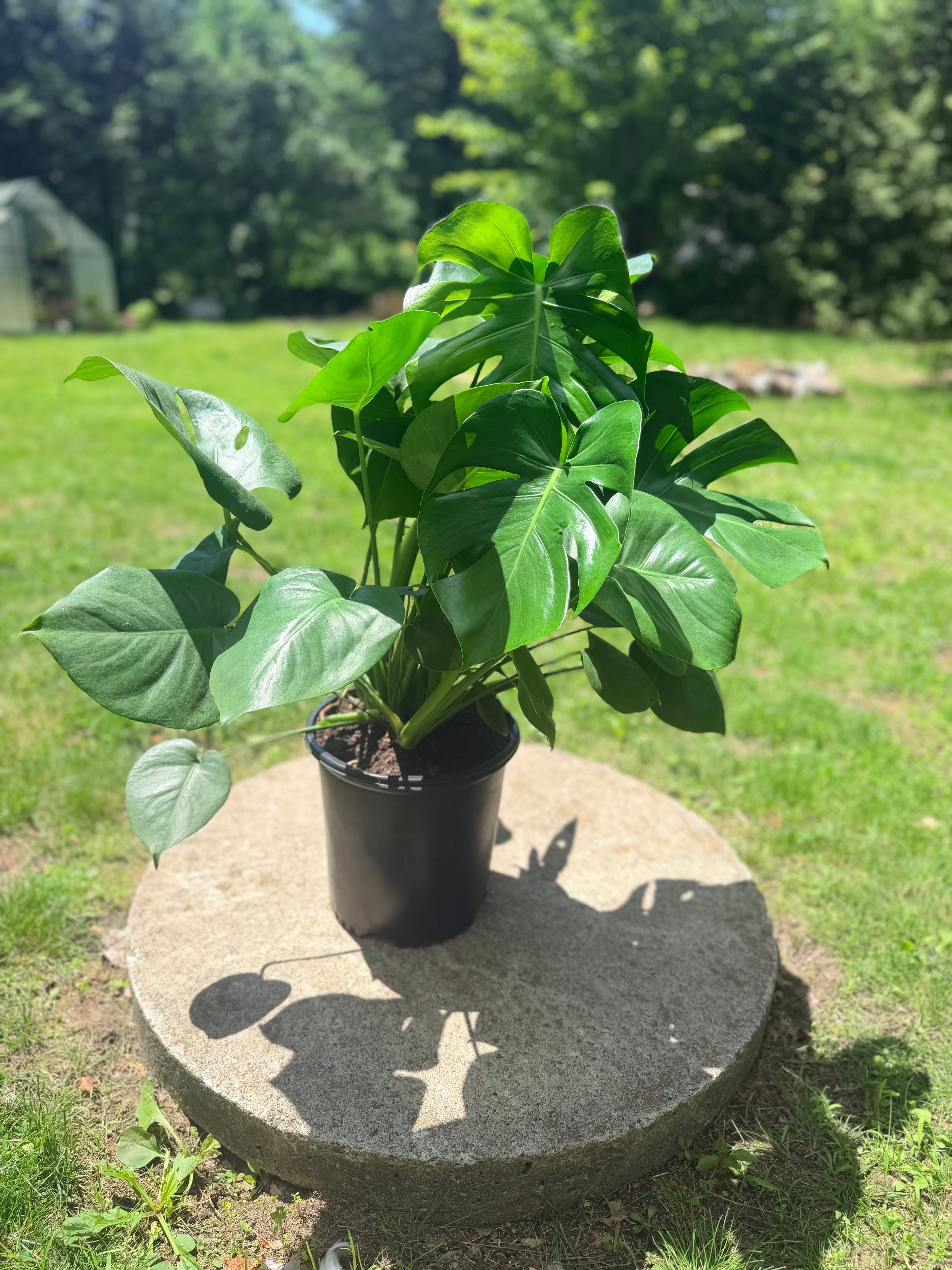 Monstera 10 pouces