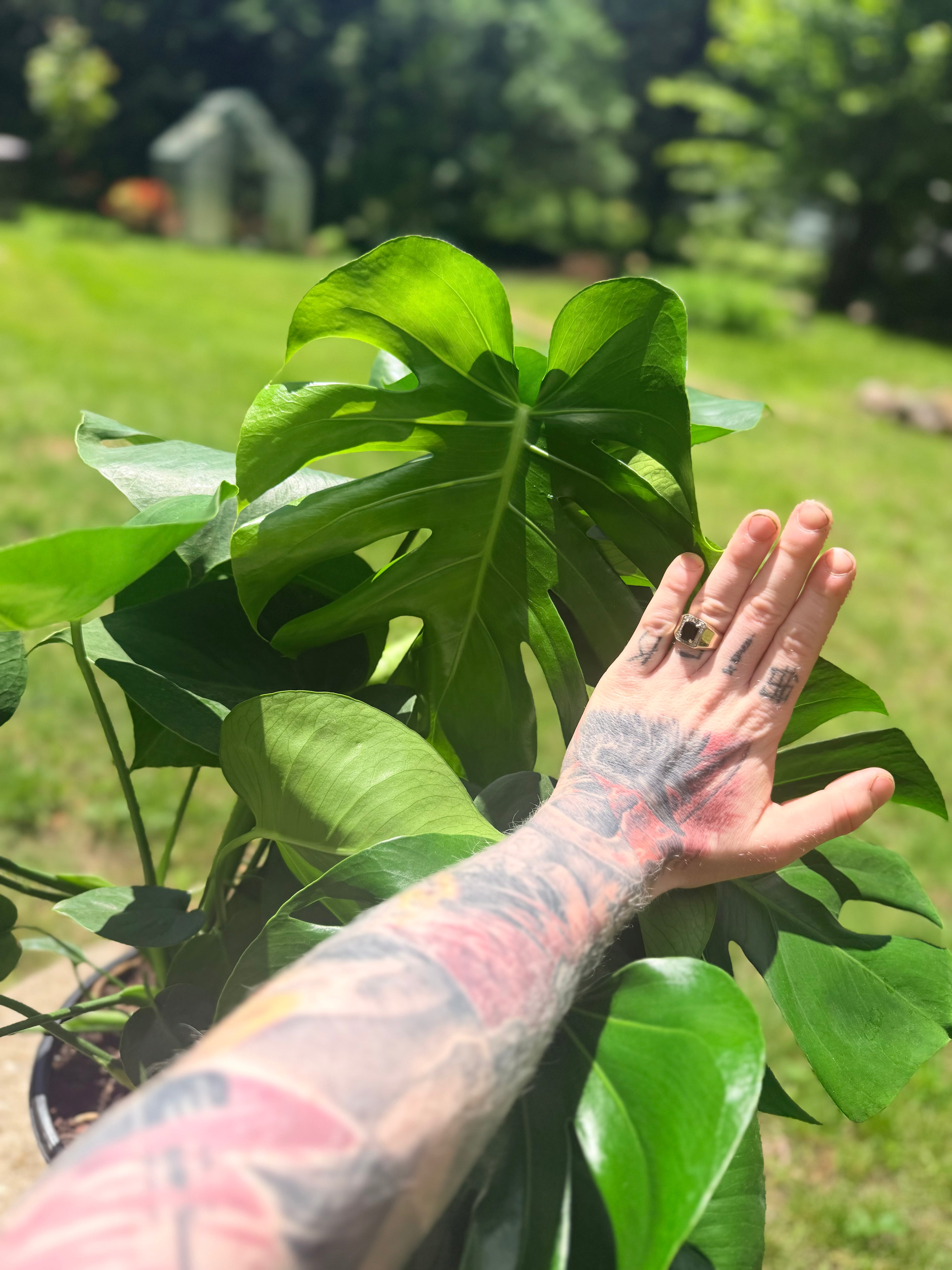 Monstera 10 pouces