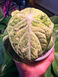 Alocasia Ninja Mint Variegated