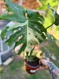 Monstera Thai Constellation