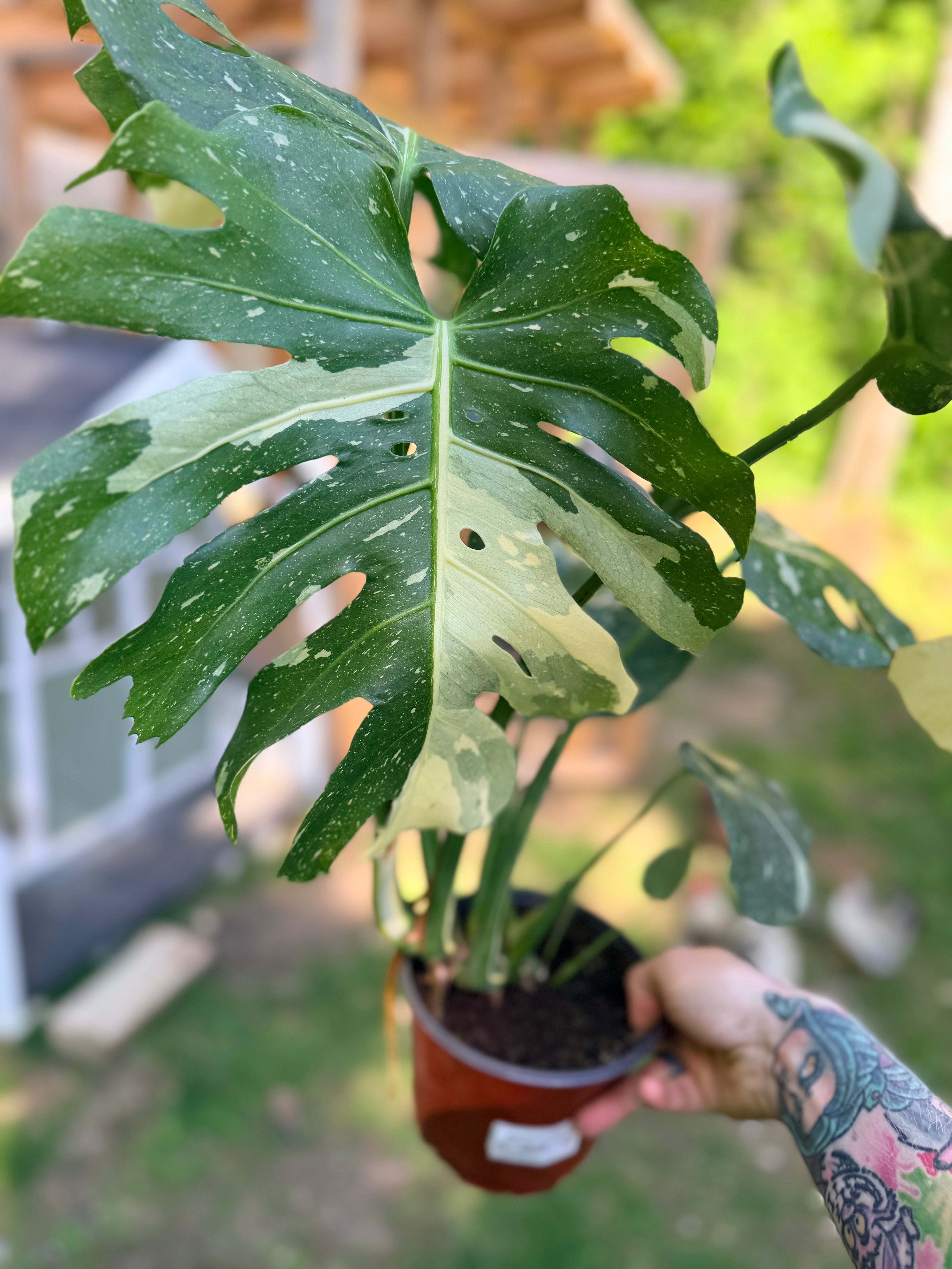 Monstera Thai Constellation