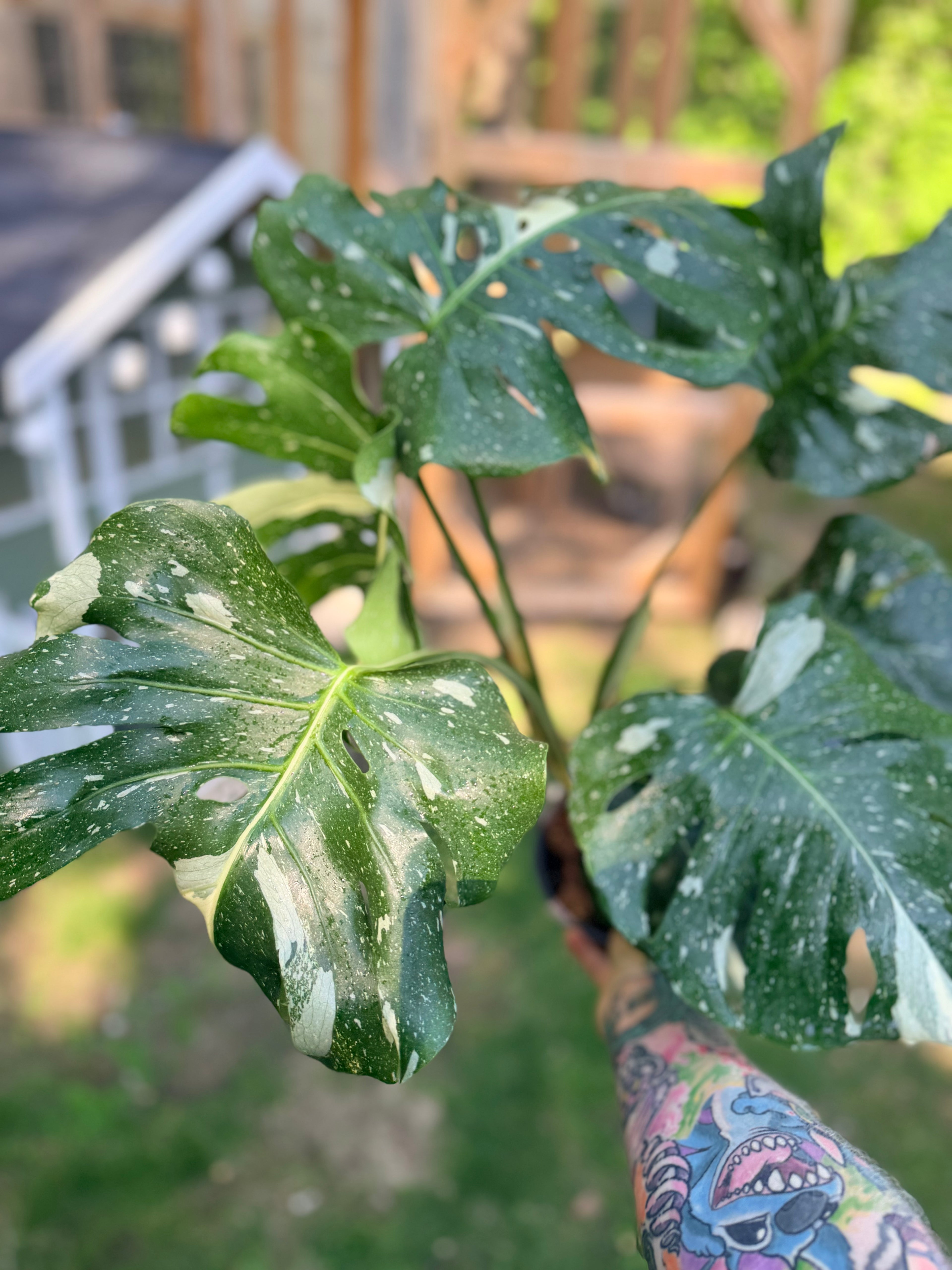 Monstera Thai Constellation